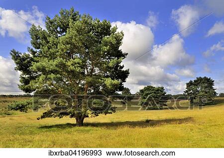 Pine (Pinus sp. ), Westruper Heide nature reserve, North Rhine-Westphalia, Germany, Europe View Large Photo Image Stock Image - Pine (Pinus sp. ), Westruper Heide nature reserve, North Rhine-Westphalia, Germany, Europe. Fotosearch
