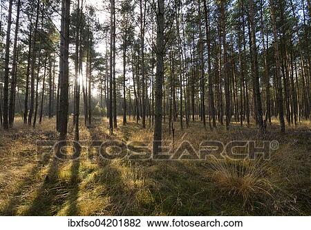 Pine (Pinus sylvestris) forest, backlit, Lower Saxony, Germany, Europe View Large Photo Image Stock Image - Pine (Pinus sylvestris) forest, backlit, Lower Saxony, Germany, Europe. Fotosearch