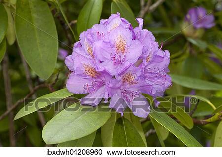 Pink blossom on a rhododendron (Rhododendron), Germany, Europe View Large Photo Image Stock Image - Pink blossom on a rhododendron (Rhododendron), Germany, Europe. Fotosearch