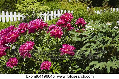 Stock Photography - Pink Peony flowers (Paeonia sp. ) and white wooden picket fence in front yard country garden, Quebec, Canada, North America. Fotosearch