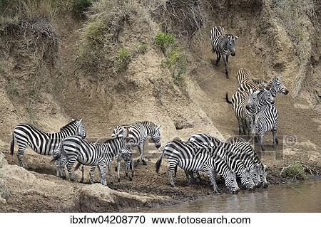 Stock Image - Plains zebra (Equus quagga), herd during migration, great hike, river crossing, hesitant, drinking, on the steep bank, Mara River, Maasai Mara National Reserve, Kenya, Africa. Fotosearch