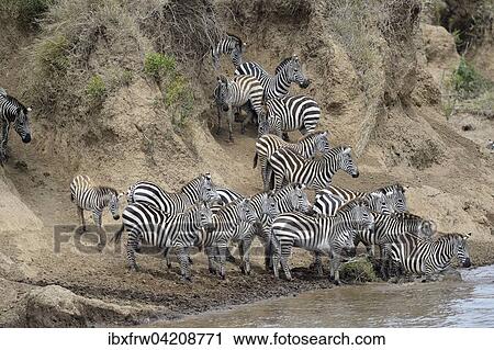 Stock Image - Plains zebra (Equus quagga), herd during migration, great hike, river crossing, hesitant, on the steep bank, Mara River, Maasai Mara National Reserve, Kenya, Africa. Fotosearch