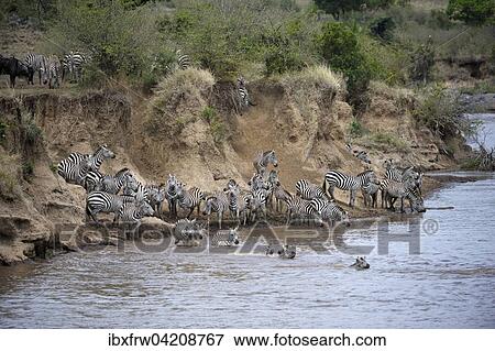 Plains zebra (Equus quagga), herd during migration, great hike, river crossing, on the steep bank, Mara River, Maasai Mara National Reserve, Kenya, Africa View Large Photo Image Stock Photo - Plains zebra (Equus quagga), herd during migration, great hike, river crossing, on the steep bank, Mara River, Maasai Mara National Reserve, Kenya, Africa. Fotosearch