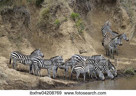 Plains zebra (Equus quagga), herd during migration, great hike, river crossing, hesitant, drinking, on the steep bank, Mara River, Maasai Mara National Reserve, Kenya, Africa View Large Photo Image Stock Photo - Plains zebra (Equus quagga), herd during migration, great hike, river crossing, hesitant, drinking, on the steep bank, Mara River, Maasai Mara National Reserve, Kenya, Africa. Fotosearch