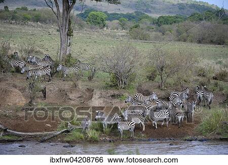 Plains zebra (Equus quagga), herd during migration, great migration, in front of the river crossing, reluctant, Mara River, Maasai Mara National Reserve, Kenya, Africa View Large Photo Image Stock Photograph - Plains zebra (Equus quagga), herd during migration, great migration, in front of the river crossing, reluctant, Mara River, Maasai Mara National Reserve, Kenya, Africa. Fotosearch