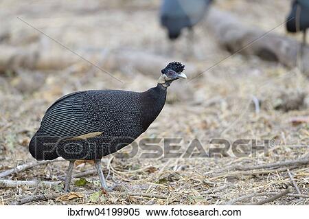 Plumed Guineafowl (Guttera plumifera), Lower Zambezi National Park, Zambia, Africa View Large Photo Image Stock Photography - Plumed Guineafowl (Guttera plumifera), Lower Zambezi National Park, Zambia, Africa. Fotosearch