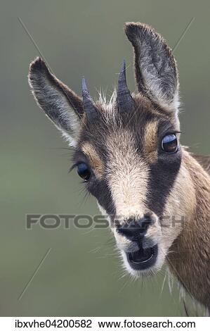 Portrait of a young Chamois (Rupicapra rupicapra), Vosges, France, Europe View Large Photo Image Stock Image - Portrait of a young Chamois (Rupicapra rupicapra), Vosges, France, Europe. Fotosearch