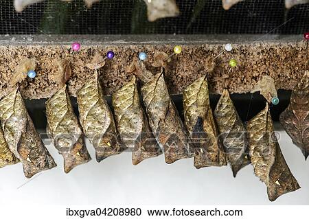 Pupae (Chrysalises) of an owl butterfly (Caligo sp. ), Phytomimese, butterfly species of Hosteria Mariposas de Mindo, Ecuador, South America View Large Photo Image Stock Image - Pupae (Chrysalises) of an owl butterfly (Caligo sp. ), Phytomimese, butterfly species of Hosteria Mariposas de Mindo, Ecuador, South America. Fotosearch