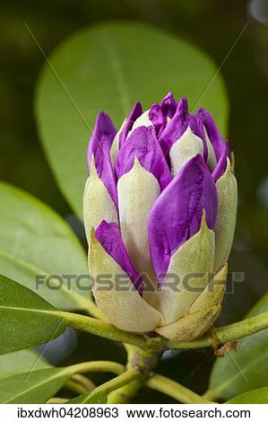 Stock Image - Purple flower of a rhododendron (Rhododendron), Germany, Europe. Fotosearch