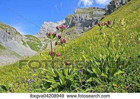 Stock Photo - Purple gentian (Gentiana purpurea), Grand Muveran, Bernese Alps in Ovronnaz, Canton of Valais, Switzerland, Europe. Fotosearch