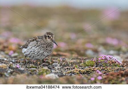 Purple Sandpiper (Calidris maritima), Spitsbergen, Norway, Europe View Large Photo Image Picture - Purple Sandpiper (Calidris maritima), Spitsbergen, Norway, Europe. Fotosearch