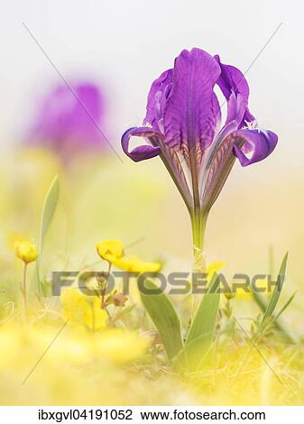 Pygmy iris (Iris pumila), Thenauriegel, Breitenbrunn, Burgenland, Austria, Europe View Large Photo Image Stock Image - Pygmy iris (Iris pumila), Thenauriegel, Breitenbrunn, Burgenland, Austria, Europe. Fotosearch
