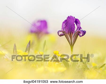 Pygmy iris (Iris pumila), Thenauriegel, Breitenbrunn, Burgenland, Austria, Europe View Large Photo Image Stock Image - Pygmy iris (Iris pumila), Thenauriegel, Breitenbrunn, Burgenland, Austria, Europe. Fotosearch