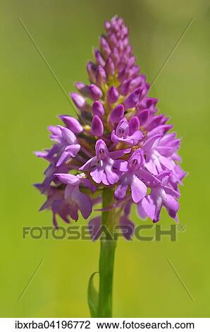 Pyramidal Orchid (Anacamptis pyramidalis), inflorescence, Baden-Wurttemberg, Germany, Europe View Large Photo Image Stock Image - Pyramidal Orchid (Anacamptis pyramidalis), inflorescence, Baden-Wurttemberg, Germany, Europe. Fotosearch