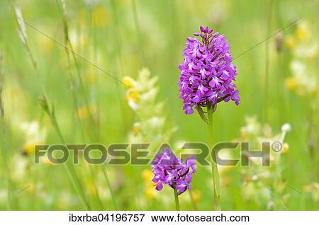 Pyramidal Orchid (Anacamptis pyramidalis), inflorescence, Baden-Wurttemberg, Germany, Europe View Large Photo Image Stock Photo - Pyramidal Orchid (Anacamptis pyramidalis), inflorescence, Baden-Wurttemberg, Germany, Europe. Fotosearch