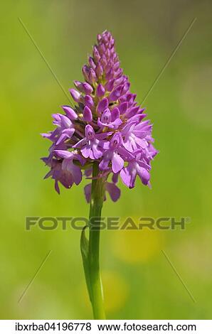 Pyramidal Orchid (Anacamptis pyramidalis), inflorescence, Baden-Wurttemberg, Germany, Europe View Large Photo Image Stock Photo - Pyramidal Orchid (Anacamptis pyramidalis), inflorescence, Baden-Wurttemberg, Germany, Europe. Fotosearch