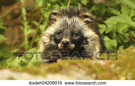 Raccoon dog (Nyctereutes procyonoides) portrait, Mecklenburg, Germany, Europe View Large Photo Image Stock Photograph - Raccoon dog (Nyctereutes procyonoides) portrait, Mecklenburg, Germany, Europe. Fotosearch