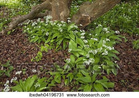 Ramsons (Allium ursinum), North Rhine-Westphalia, Germany, Europe View Large Photo Image Stock Image - Ramsons (Allium ursinum), North Rhine-Westphalia, Germany, Europe. Fotosearch