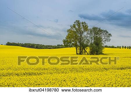 Stock Image - Rape field with tree group, oilseed or canola, Baltic, Bad Boltenhagen, Mecklenburg-Western Pomerania, Germany, Europe. Fotosearch