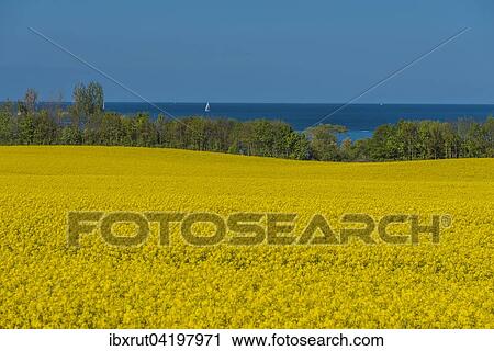 Stock Image - Rape fields, oilseed or canola, Ostsee, Bad Boltenhagen, Mecklenburg-Western Pomerania, Germany, Europe. Fotosearch