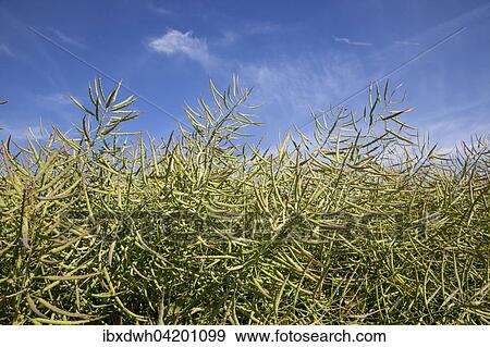 Rapeseed field, (Brassica napus), Germany, Europe View Large Photo Image Stock Photo - Rapeseed field, (Brassica napus), Germany, Europe. Fotosearch