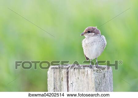 Red-backed Shrike (Lanius collurio) sitting on a pole, young bird, Hesse, Germany, Europe View Large Photo Image Picture - Red-backed Shrike (Lanius collurio) sitting on a pole, young bird, Hesse, Germany, Europe. Fotosearch