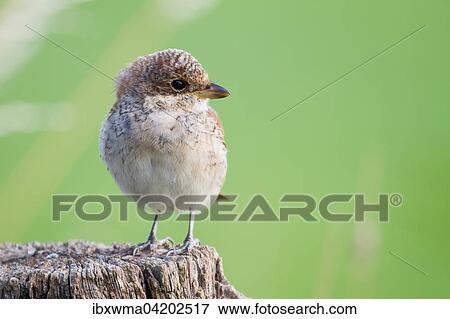 Red-backed Shrike (Lanius collurio) sitting on a pole, young bird, Hesse, Germany, Europe View Large Photo Image Stock Photo - Red-backed Shrike (Lanius collurio) sitting on a pole, young bird, Hesse, Germany, Europe. Fotosearch