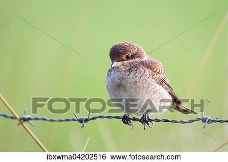 Red-backed Shrike (Lanius collurio) sitting on barbed wire, young bird, Hesse, Germany, Europe View Large Photo Image Stock Photograph - Red-backed Shrike (Lanius collurio) sitting on barbed wire, young bird, Hesse, Germany, Europe. Fotosearch