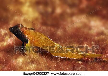 Red-black Triplefin (Trypterygion trypteronotus), Corfu, Ionian Islands, Greece, Europe View Large Photo Image Stock Photo - Red-black Triplefin (Trypterygion trypteronotus), Corfu, Ionian Islands, Greece, Europe. Fotosearch