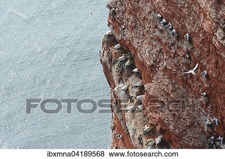 Red cliff with birds by the sea, gannets (Morus bassanus) and common murres (Uria aalge), Heligoland, Schleswig-Holstein, Germany, Europe View Large Photo Image Stock Photo - Red cliff with birds by the sea, gannets (Morus bassanus) and common murres (Uria aalge), Heligoland, Schleswig-Holstein, Germany, Europe. Fotosearch