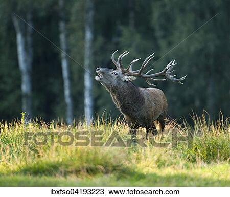 Red Deer (Cervus elaphus), bellowing during the rutting season, captive, Saxony, Germany, Europe View Large Photo Image Stock Image - Red Deer (Cervus elaphus), bellowing during the rutting season, captive, Saxony, Germany, Europe. Fotosearch