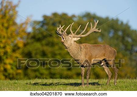 Red Deer (Cervus elaphus) bellowing during rutting season, captive, Lower Saxony, Germany, Europe View Large Photo Image Stock Image - Red Deer (Cervus elaphus) bellowing during rutting season, captive, Lower Saxony, Germany, Europe. Fotosearch