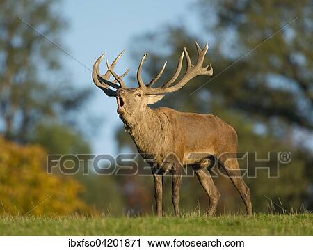 Red Deer (Cervus elaphus) bellowing during rutting season, captive, Lower Saxony, Germany, Europe View Large Photo Image Stock Image - Red Deer (Cervus elaphus) bellowing during rutting season, captive, Lower Saxony, Germany, Europe. Fotosearch