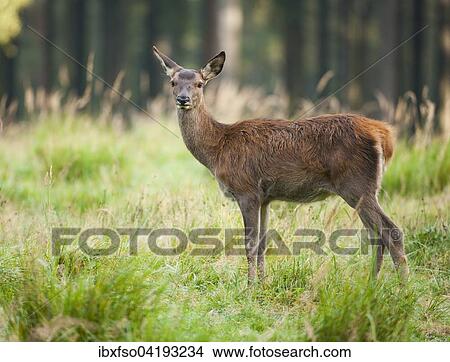 Red Deer (Cervus elaphus), calf, captive, Saxony, Germany, Europe View Large Photo Image Picture - Red Deer (Cervus elaphus), calf, captive, Saxony, Germany, Europe. Fotosearch