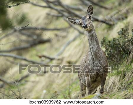 Red Deer (Cervus elaphus), doe during change of coat, Stubai Valley, Tyrol, Austria, Europe View Large Photo Image Stock Image - Red Deer (Cervus elaphus), doe during change of coat, Stubai Valley, Tyrol, Austria, Europe. Fotosearch