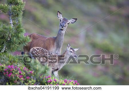 Red Deer (Cervus elaphus), doe with calf standing in rhododendrons, Stubai Valley, Tyrol, Austria, Europe View Large Photo Image Stock Photo - Red Deer (Cervus elaphus), doe with calf standing in rhododendrons, Stubai Valley, Tyrol, Austria, Europe. Fotosearch