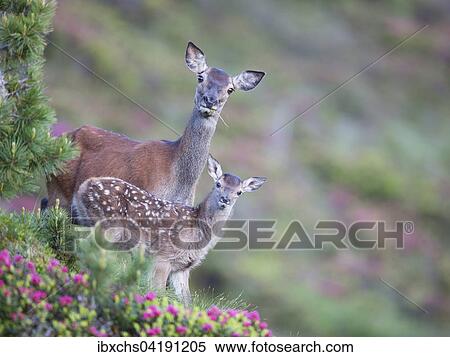 Red Deer (Cervus elaphus), doe with calf standing in rhododendrons, Stubai Valley, Tyrol, Austria, Europe View Large Photo Image Stock Photography - Red Deer (Cervus elaphus), doe with calf standing in rhododendrons, Stubai Valley, Tyrol, Austria, Europe. Fotosearch
