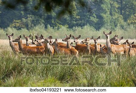 Stock Image - Red Deer (Cervus elaphus), herd, captive, Saxony, Germany, Europe. Fotosearch