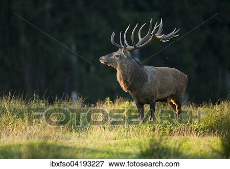 Red Deer (Cervus elaphus), standing in the evening light, captive, Saxony, Germany, Europe View Large Photo Image Stock Photo - Red Deer (Cervus elaphus), standing in the evening light, captive, Saxony, Germany, Europe. Fotosearch
