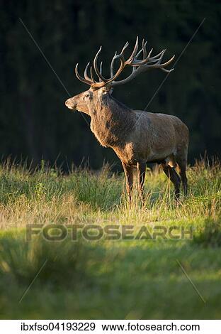Red Deer (Cervus elaphus), standing in the evening light, captive, Saxony, Germany, Europe View Large Photo Image Stock Photo - Red Deer (Cervus elaphus), standing in the evening light, captive, Saxony, Germany, Europe. Fotosearch