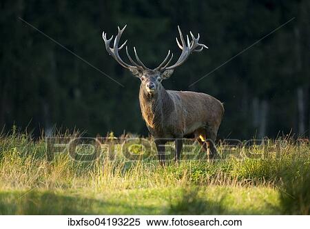 Red Deer (Cervus elaphus), standing in the evening light, captive, Saxony, Germany, Europe View Large Photo Image Stock Photography - Red Deer (Cervus elaphus), standing in the evening light, captive, Saxony, Germany, Europe. Fotosearch