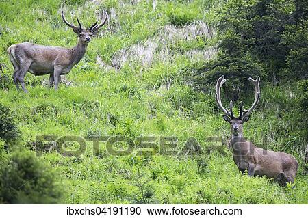 Red Deer (Cervus elaphus), two, with velvet antlers, Stubai Valley, Tyrol, Austria, Europe View Large Photo Image Stock Image - Red Deer (Cervus elaphus), two, with velvet antlers, Stubai Valley, Tyrol, Austria, Europe. Fotosearch