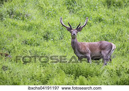 Stock Photo - Red Deer (Cervus elaphus) with velvet antler, Stubai Valley, Tyrol, Austria, Europe. Fotosearch