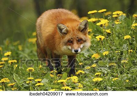 Stock Photo - Red fox (Vulpes vulpes) in a dandelion meadow, Allgau, Bavaria, Germany, Europe. Fotosearch