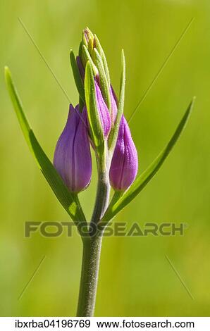 Red Helleborine (Cephalanthera rubra), inflorescence, Baden-Wurttemberg, Germany, Europe View Large Photo Image Stock Photo - Red Helleborine (Cephalanthera rubra), inflorescence, Baden-Wurttemberg, Germany, Europe. Fotosearch