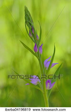 Red Helleborine (Cephalanthera rubra), inflorescence, Baden-Wurttemberg, Germany, Europe View Large Photo Image Stock Photo - Red Helleborine (Cephalanthera rubra), inflorescence, Baden-Wurttemberg, Germany, Europe. Fotosearch