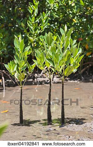 Stock Image - Red Mangrove (Rhizophora mangle), small shoots, Mauritius, Africa. Fotosearch