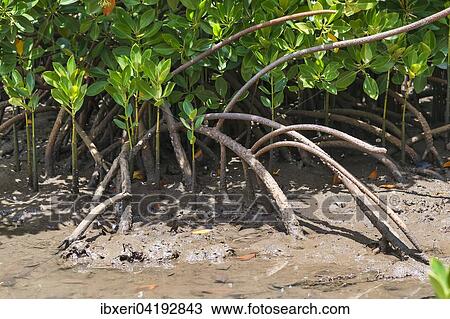 Red Mangrove (Rhizophora mangle), Mauritius, Africa View Large Photo Image Stock Image - Red Mangrove (Rhizophora mangle), Mauritius, Africa. Fotosearch