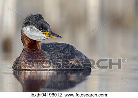 Red-necked grebe (Podiceps grisegena) portrait, male, breeding plumage, Middle Elbe Biosphere Reserve, Sachsen-Anhalt, Germany, Europe View Large Photo Image Stock Image - Red-necked grebe (Podiceps grisegena) portrait, male, breeding plumage, Middle Elbe Biosphere Reserve, Sachsen-Anhalt, Germany, Europe. Fotosearch