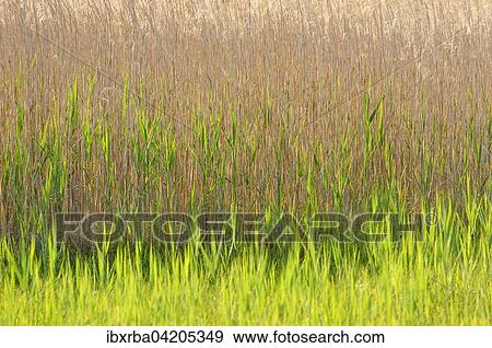 Reeds (Phragmites australis), backlit, Lake Constance, Baden-Wuerttemberg, Germany, Europe View Large Photo Image Stock Photo - Reeds (Phragmites australis), backlit, Lake Constance, Baden-Wuerttemberg, Germany, Europe. Fotosearch